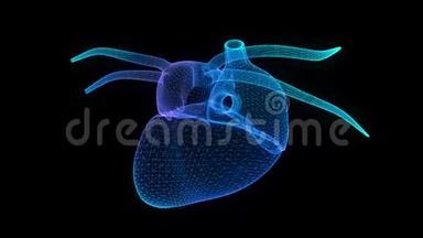 人体心脏的运动动画。 三维数字技术可视化。 虚拟模型，无缝循环4k动画